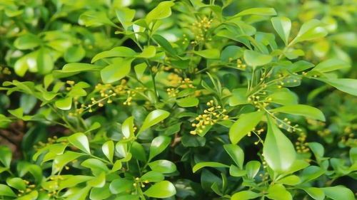 米兰花为什么开花不香 其实只需掌握这几个小技巧,四季开花满满,清香四溢