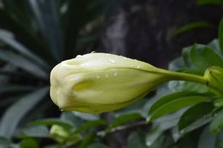 长花金杯藤