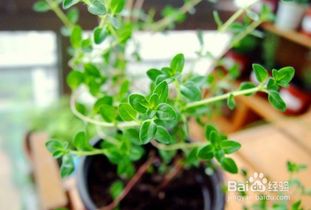 百里香的种植方法