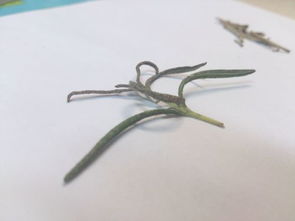 香草类植物叶片发黄 发黑,叶片枯萎