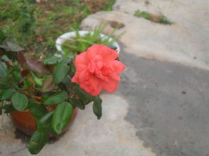 这是什么花 