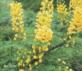 带刺叶子会闭合爬藤植物
