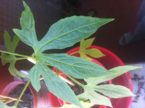 最近家里突然长了很多的这种植物,但是不知道是什么植物 特征 如图,爬藤植物,植物的茎部带刺
