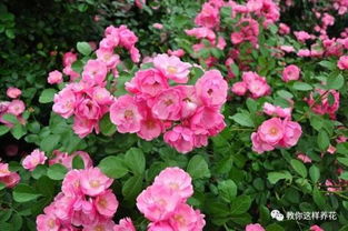 这4种月季,一次花开100朵,还不容易生病,养护超简单